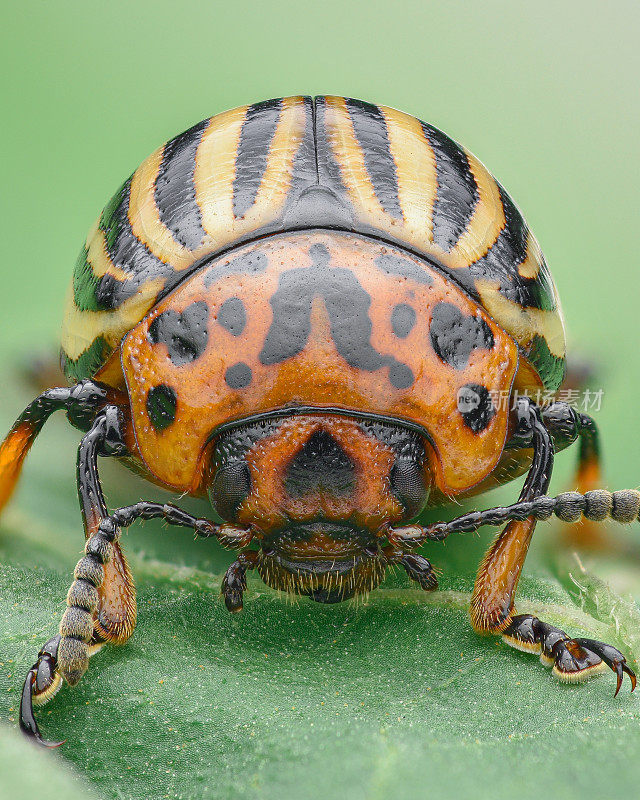 一只橙色条纹叶甲虫站在绿色背景的绿叶上的肖像(科罗拉多马铃薯甲虫，Leptinotarsa decemlineata)